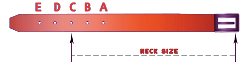 What Dog Collar Size for Labrador to Choose