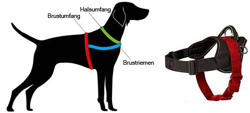 How to Measure the Dog for the Harness H6