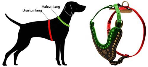 harness with studs for labrador