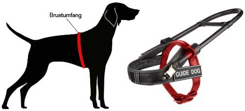 Guide Harness for Labrador