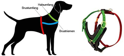 How to Measure the Dog for the Harness H108