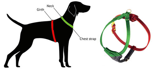 how to measure labrador for the harness 