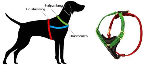 How to measure the dog for the harness H3