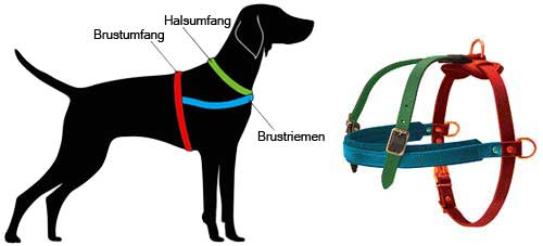 Wie einen Hund fuers Geshirr H5 zu messen