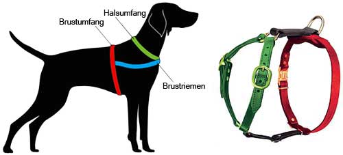 How to Measure the Dog for the Harness H7