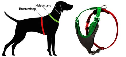 How to Measure the Dog for the Harness H8