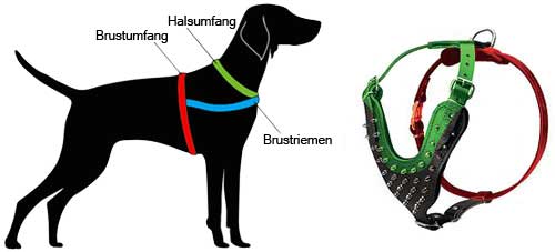 How to Measure the Dog for the Harness H9