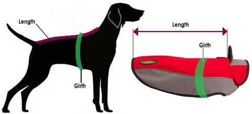 labrador coat harness