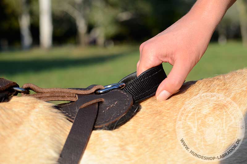 Hundegeschirr Leder praktisch fur Labrador