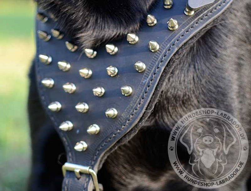 Hundegeschirr Leder mit  Schmuck