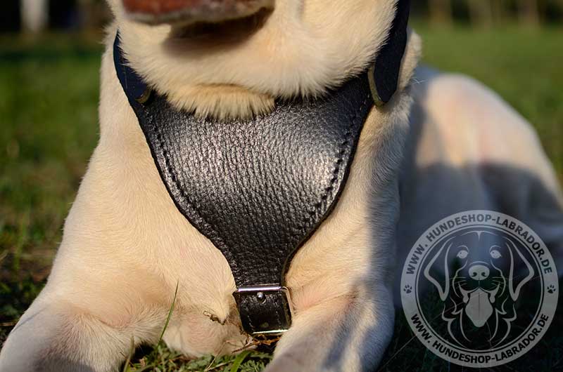 Hundegeschirr Leder mit Handschlaufe fur Labrador