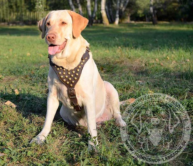 Hundegeschirr Leder weich gepolstert