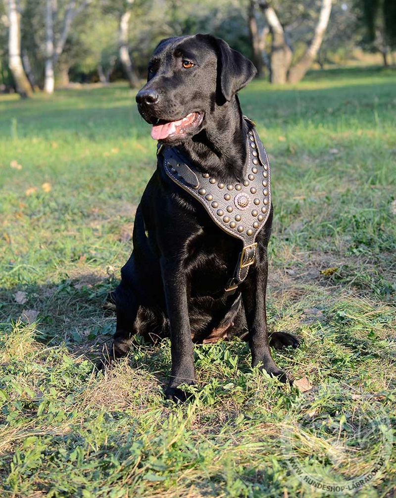 Hundegeschirr perfekt bearbeitet fuer Labrador