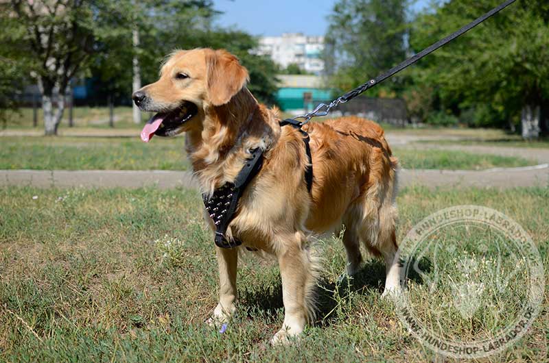 Hundegeschirr Leder mit Spikes