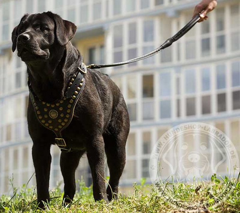 Hundegeschirr aus weichem Leder