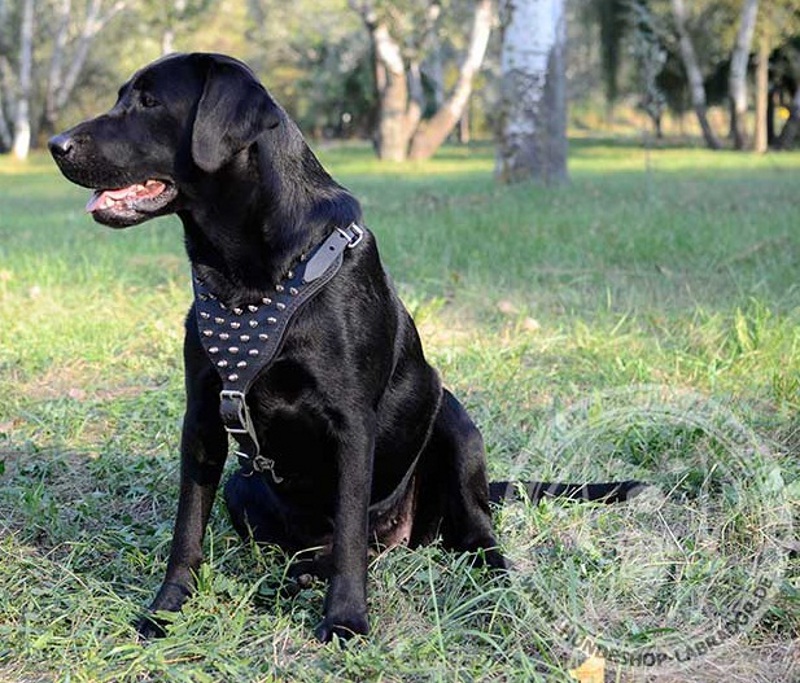 Hundegeschirr  mit silbrigien Spikes 