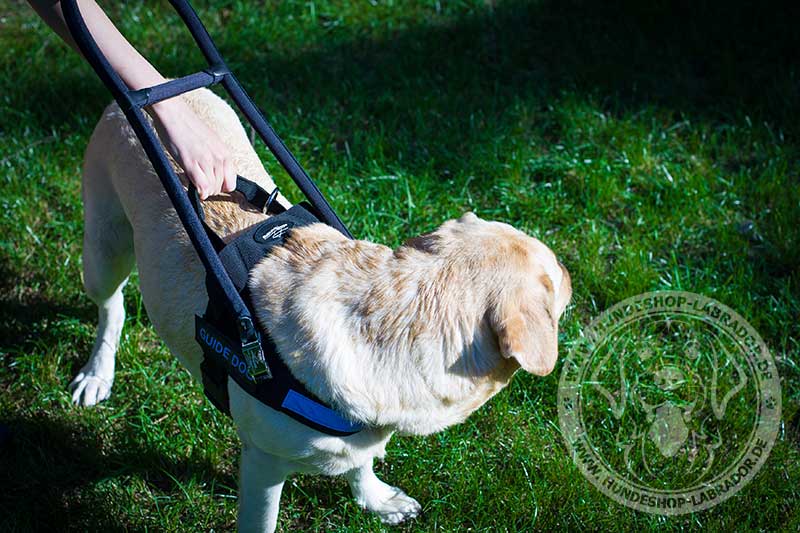 Hundegeschirr aus Nylon für Assistenzhunde Labrador