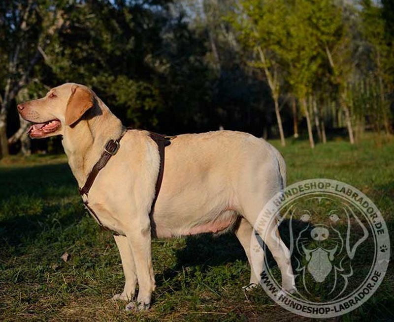 Hundegeschirr aus strapazierfaehigem Leder