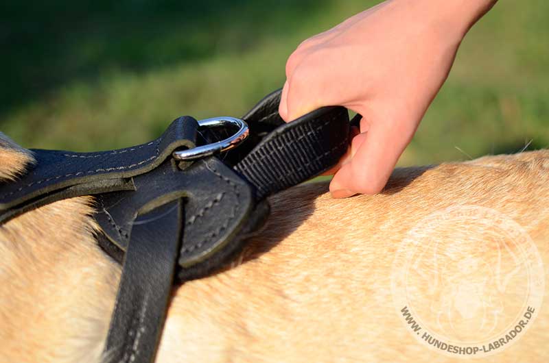 Hundegeschirr Leder mit Handschlaufe ergaenzt