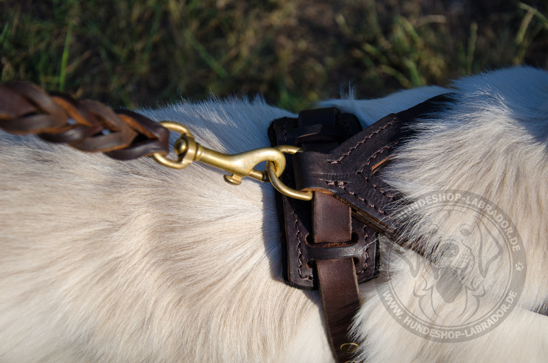 Hundegeschirr Leder  mit brusplatte gepolstert