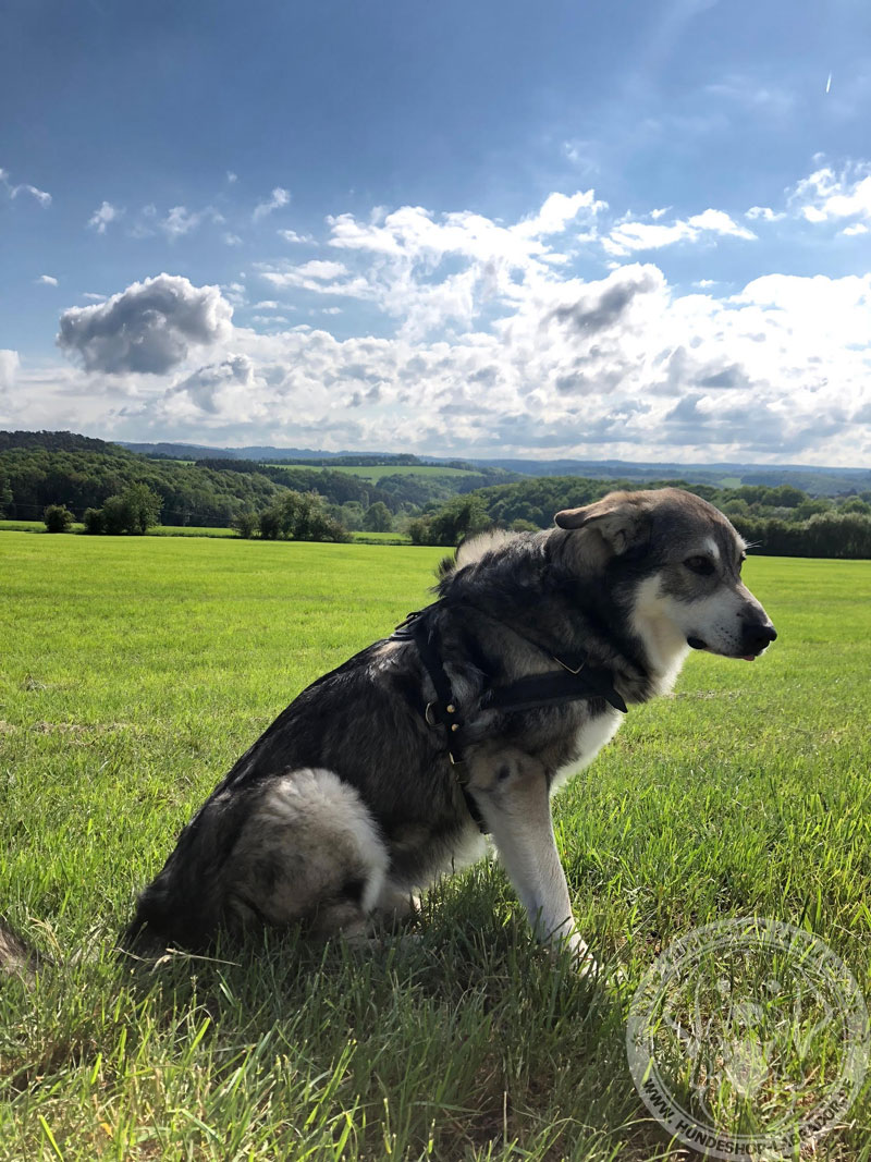 Zuggeschirr  am Australian Shepherd