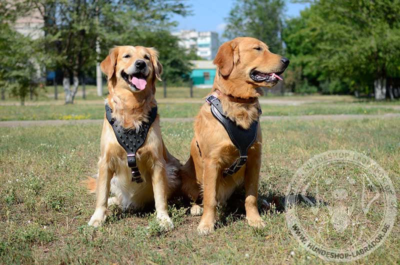 Hundegeschirre aus Leder an Hunden