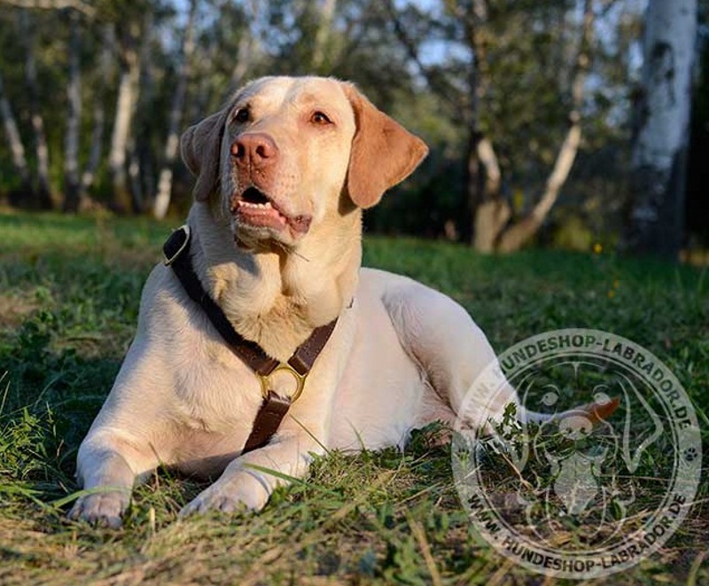 Hundegeschirr fuer jeden Tag