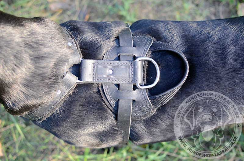 Labrador estklassiges Brustgeschirr