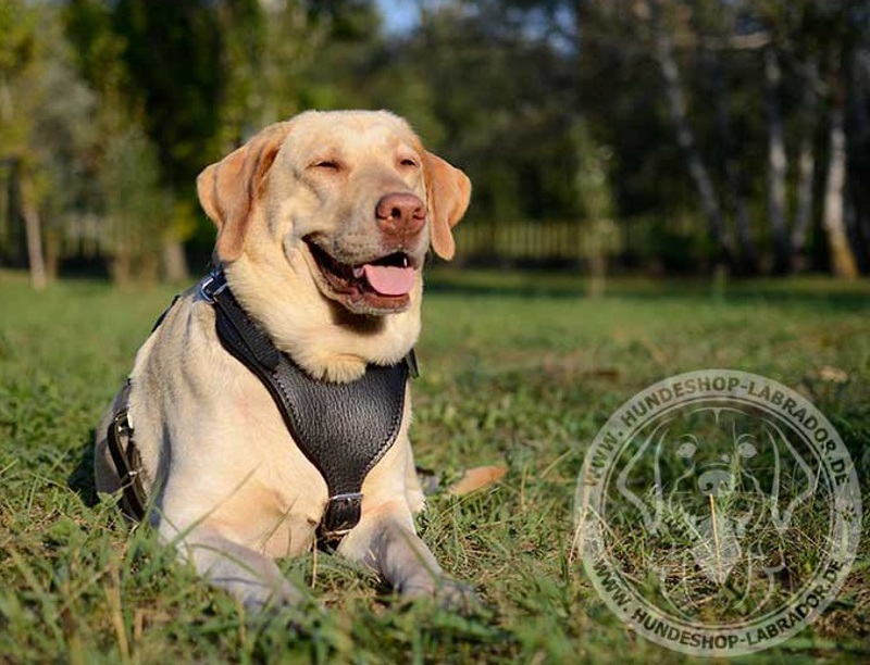 Hundegeschirr Leder mit fester Handschlaufe 