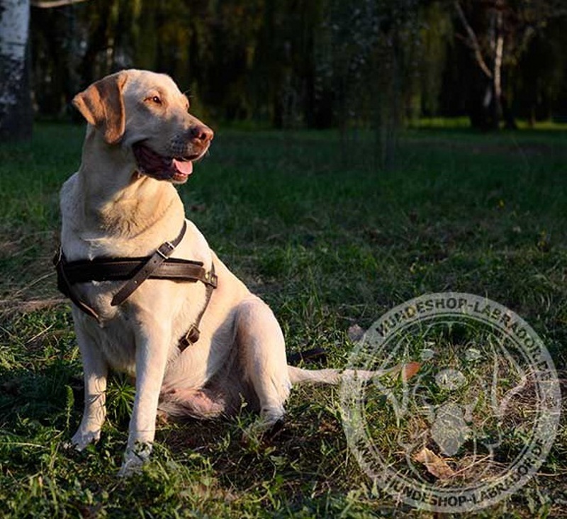 Zuggeschirr  durchgedacht fuer Labrador