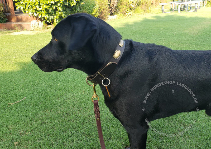 Hundehalsband mit ovalen Platten  fuer Labrador