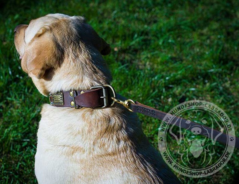 Hundehalsband korrosionfrei fuer Labrador