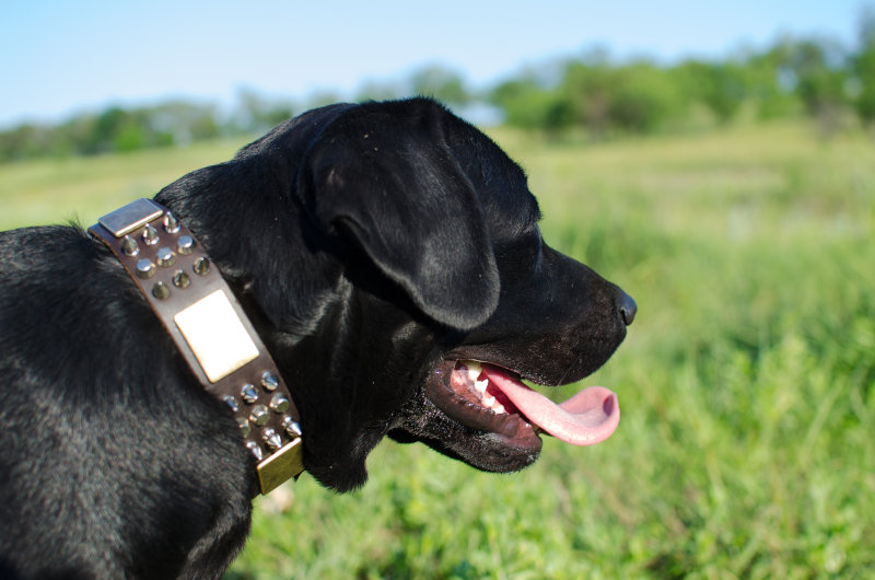 Hundehalsband originell fuer Labrador