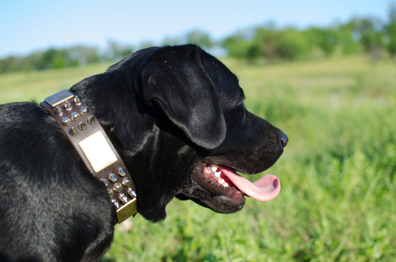 Labrador Designer Lederhalsband