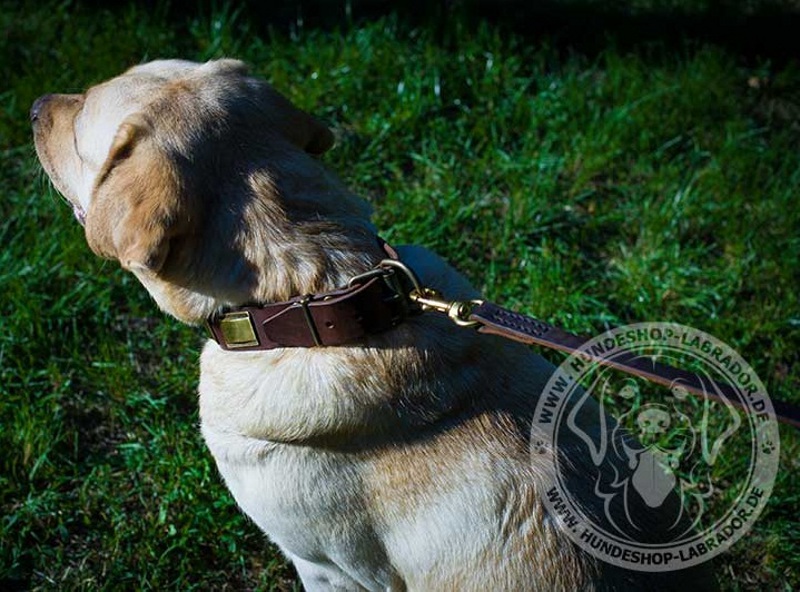 Hundehalsband perfekt fuer Labrador