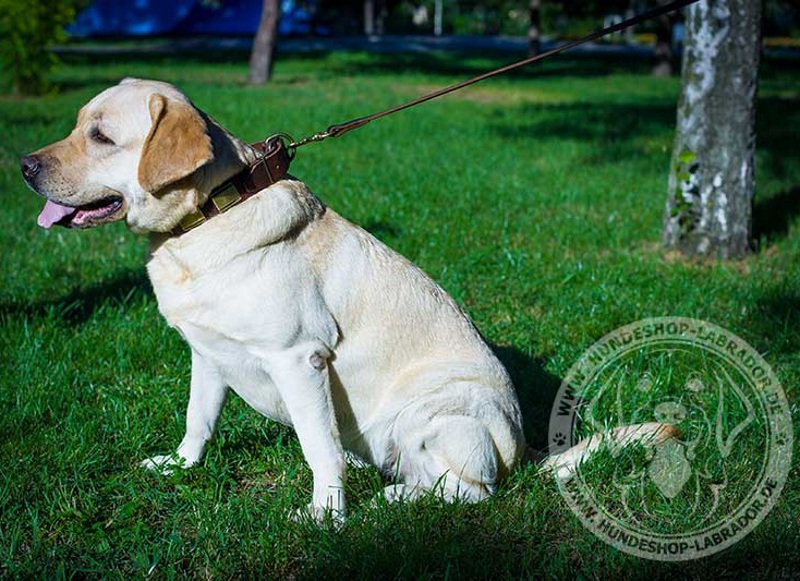 Hundehalsband 40 mm fuer Labrador