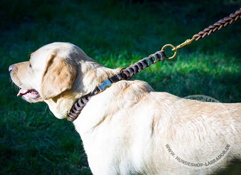 Hundehalsband fest und haltbar