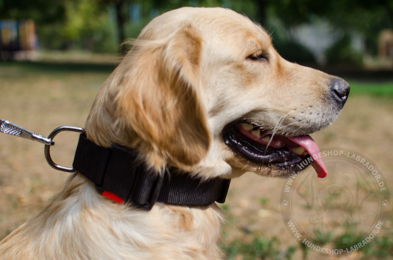 Nylon Dog Collar
with Buckle