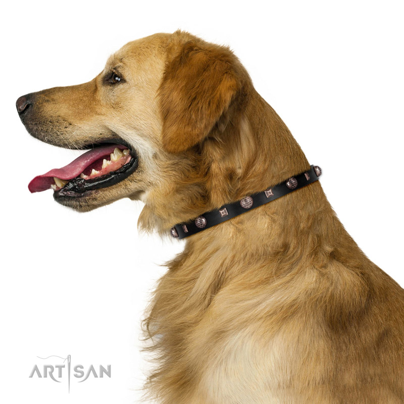 Hundehalsband in Schwarz am Golden Retriever