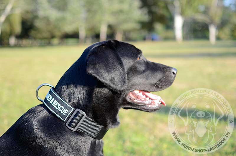 k9 Labrador Halsbandr