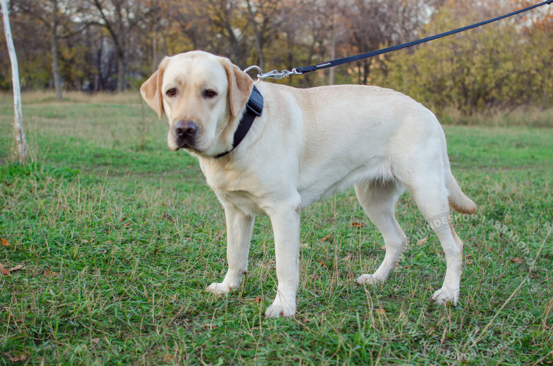 Hundehalsband aus Nylon fuer Labrador