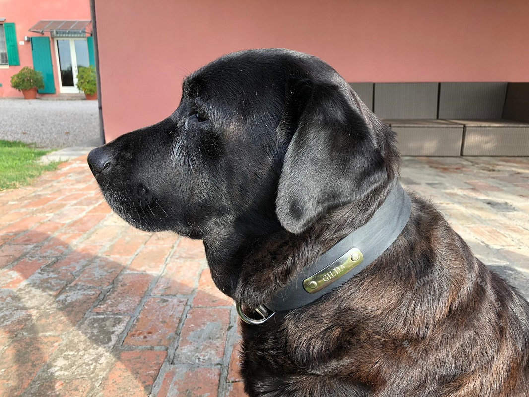 Dog Collar with Metal Name Plate