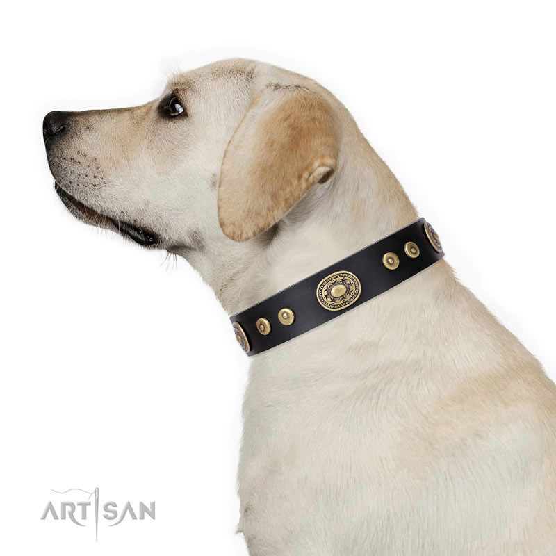 Hundehalsband Golden Radiance fuer Labrador