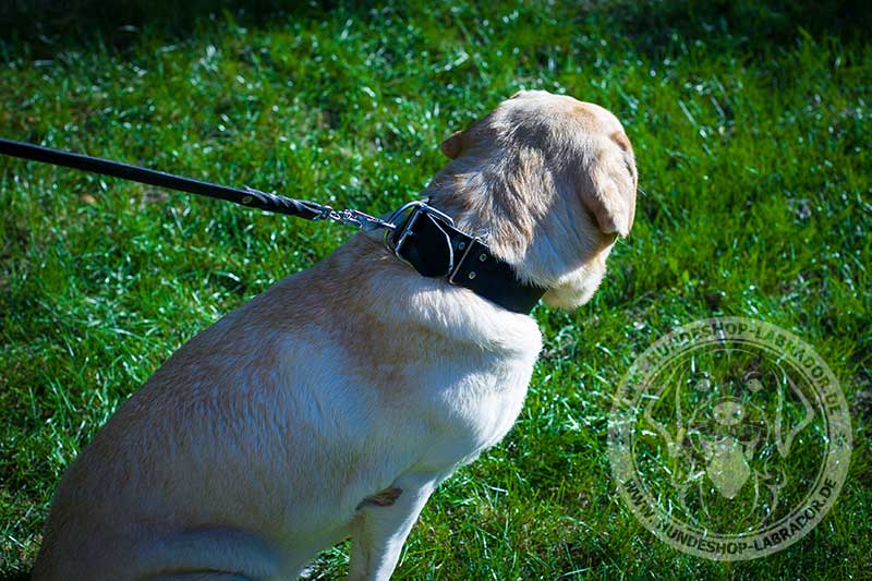 Hundehalsband ideale Wahl fuer Labrador