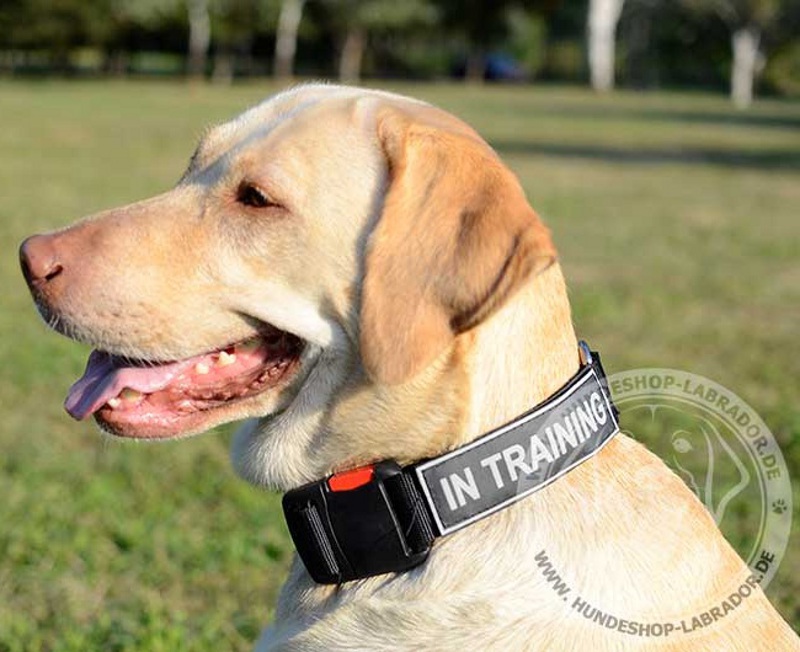 Logo Halsband fuer Labrador Training