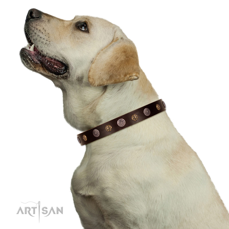 Hundehalsband Platten   Design am Hund