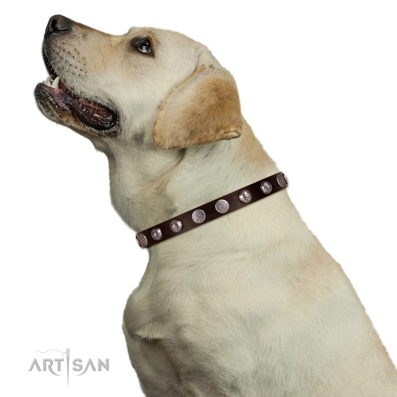 Hundehalsband in Braun fuer Labrador