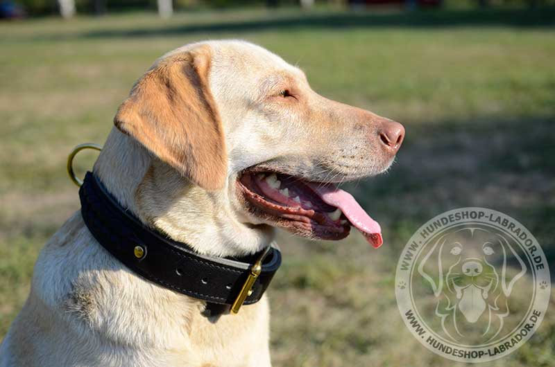 Hundehalsband dopellagig fuer Labrador