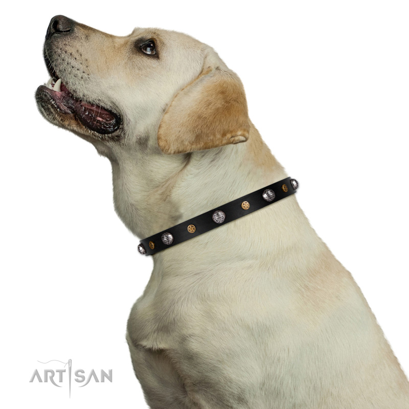 Hundehalsband in Schwarz am Labrador Hund