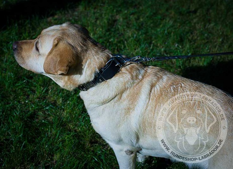 Hundehalsband mit Schmuck fuer Labrador